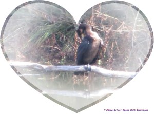 © Photo Artist Susan Ruth Robertson 029