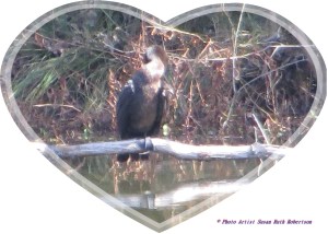 © Photo Artist Susan Ruth Robertson 030