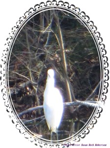 © Photo Artist Susan Ruth Robertson 031