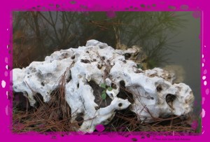 © Photo Artist Susan Ruth Robertson 032