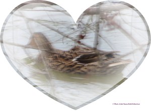 © Photo Artist Susan Ruth Robertson 033
