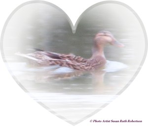 © Photo Artist Susan Ruth Robertson 034