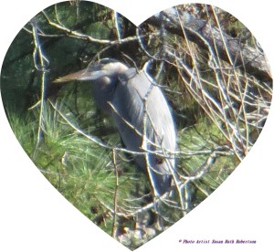 © Photo Artist Susan Ruth Robertson 036