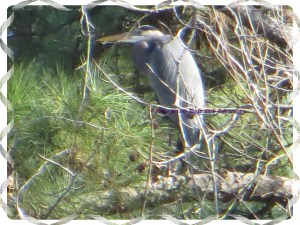 © Photo Artist Susan Ruth Robertson 037