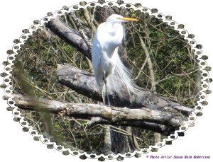 © Photo Artist Susan Ruth Robertson 039