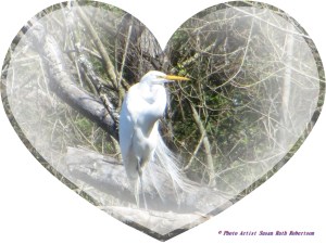 © Photo Artist Susan Ruth Robertson 040