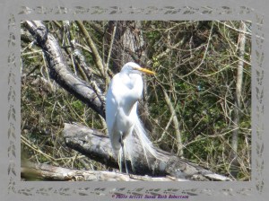 © Photo Artist Susan Ruth Robertson 041