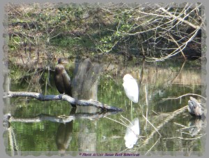 © Photo Artist Susan Ruth Robertson 042