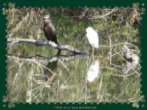 © Photo Artist Susan Ruth Robertson 043