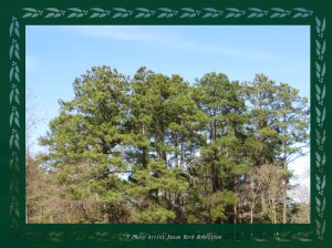 © Photo Artist Susan Ruth Robertson 044