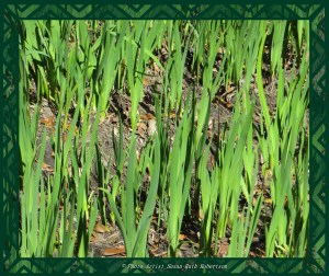 © Photo Artist Susan Ruth Robertson 045