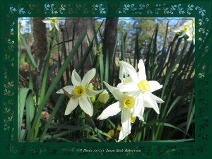 © Photo Artist Susan Ruth Robertson 046