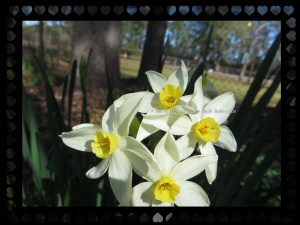 © Photo Artist Susan Ruth Robertson 047