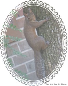 © Photo Artist Susan Ruth Robertson 049