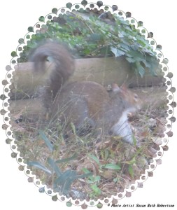 © Photo Artist Susan Ruth Robertson 050