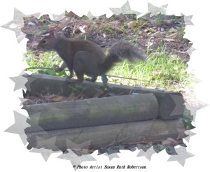 © Photo Artist Susan Ruth Robertson 051