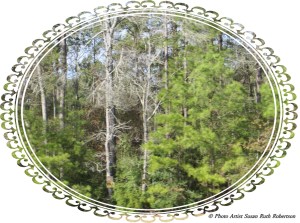 Photo Artist Susan Robertson (12)