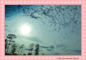 Photo Artist Susan Robertson (31)