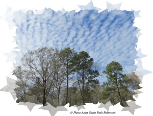 Photo Artist Susan Robertson (5)