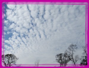 Photo Artist Susan Robertson (6)