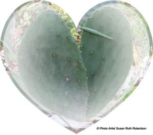 © Photo Artist Susan Ruth Robertson 001 - Copy