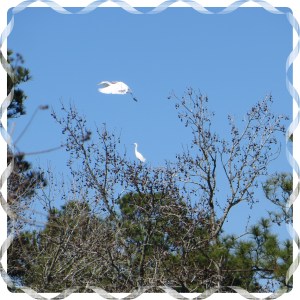 © Photo Artist Susan Ruth Robertson 002