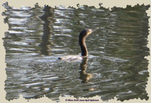 © Photo Artist Susan Ruth Robertson 002