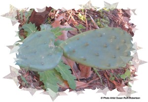 © Photo Artist Susan Ruth Robertson 002