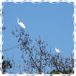 © Photo Artist Susan Ruth Robertson 003