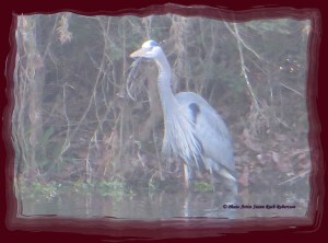 © Photo Artist Susan Ruth Robertson 003