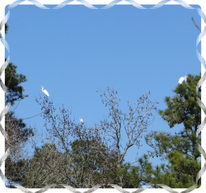 © Photo Artist Susan Ruth Robertson 004