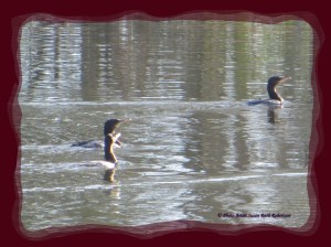 © Photo Artist Susan Ruth Robertson 004