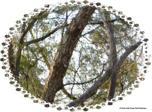 © Photo Artist Susan Ruth Robertson 005 - Copy