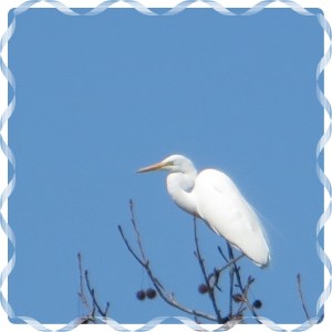 © Photo Artist Susan Ruth Robertson 005