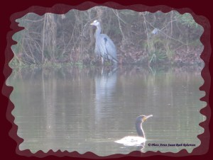 © Photo Artist Susan Ruth Robertson 005