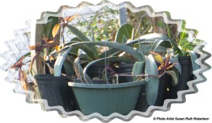 © Photo Artist Susan Ruth Robertson 006 - Copy