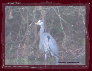 © Photo Artist Susan Ruth Robertson 006