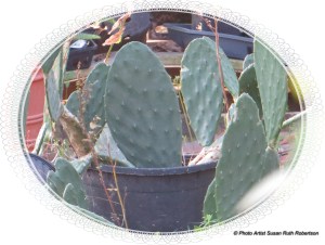 © Photo Artist Susan Ruth Robertson 007 - Copy