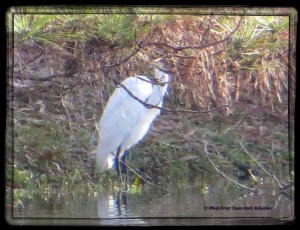 © Photo Artist Susan Ruth Robertson 007