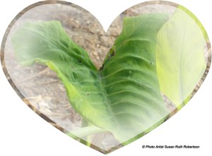 © Photo Artist Susan Ruth Robertson 008 - Copy