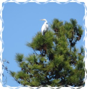 © Photo Artist Susan Ruth Robertson 008