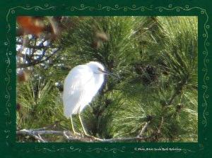 © Photo Artist Susan Ruth Robertson 008