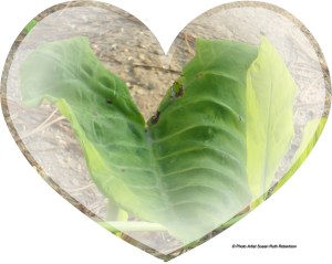 © Photo Artist Susan Ruth Robertson 009 - Copy