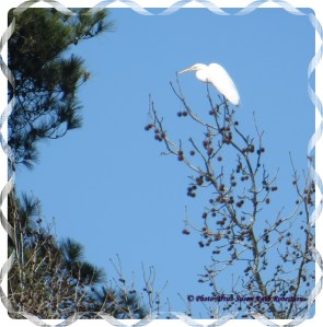 © Photo Artist Susan Ruth Robertson 009