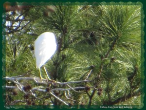 © Photo Artist Susan Ruth Robertson 009