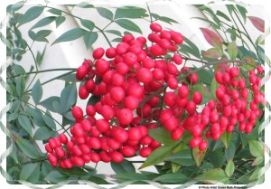 © Photo Artist Susan Ruth Robertson 010 - Copy