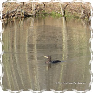 © Photo Artist Susan Ruth Robertson 010