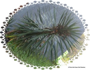 © Photo Artist Susan Ruth Robertson 011 - Copy