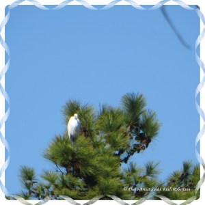 © Photo Artist Susan Ruth Robertson 011