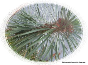 © Photo Artist Susan Ruth Robertson 012 - Copy